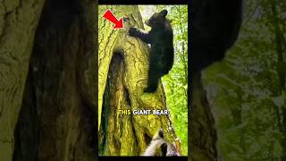 America’s Most Fearless Bear 😳#shorts #usa #unexpected