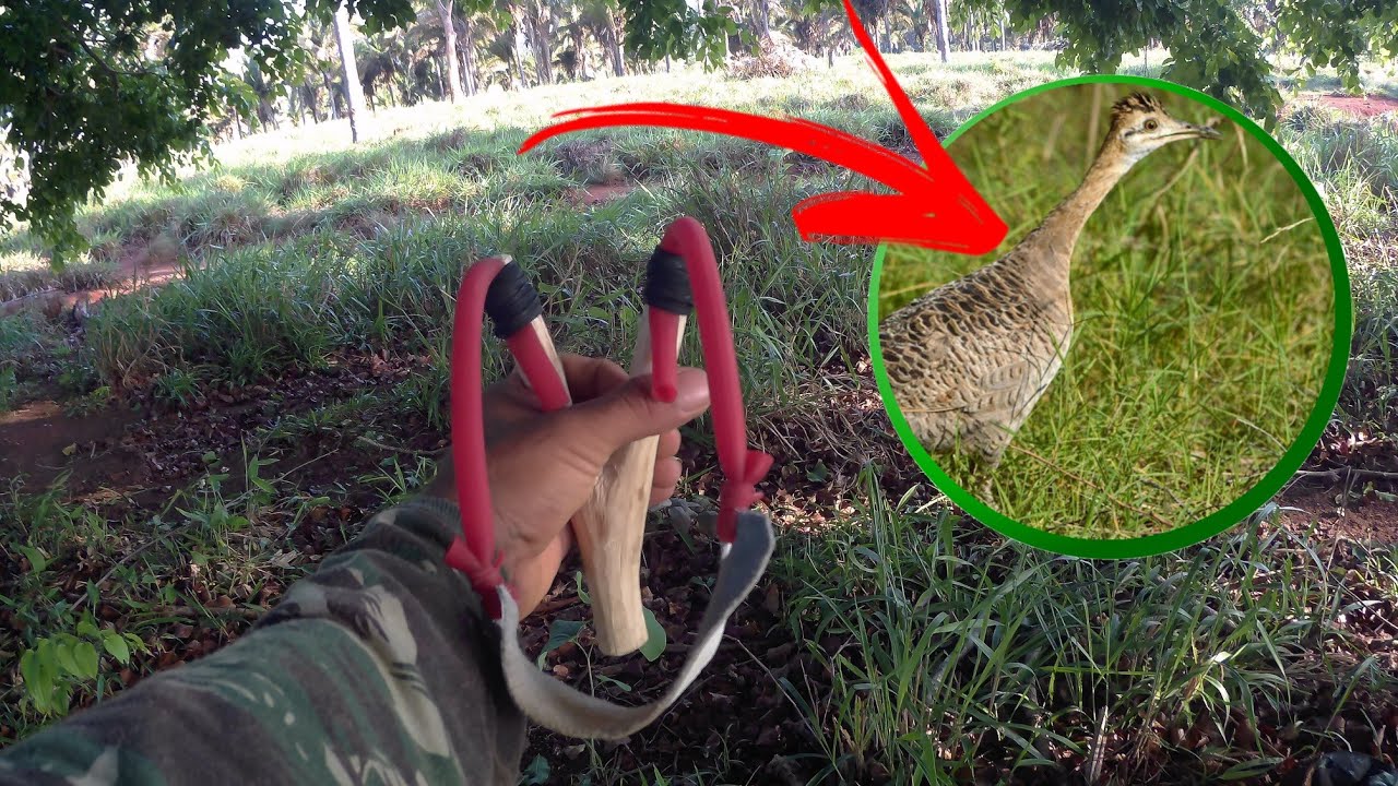 Pegando perdiz de baladeira as bichas veio corendo