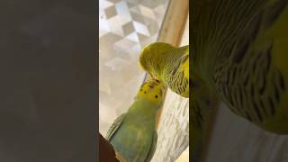OMG😱HE ATE MY DOOR FRAME💀💀 #viralvideo #birds #youtube #budgies #funniestvideo #eyecatchy