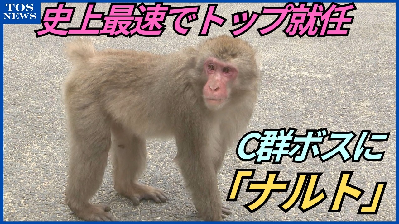 山猿 Naruto becomes the new boss of Takasakiyama Mountain; his swirling