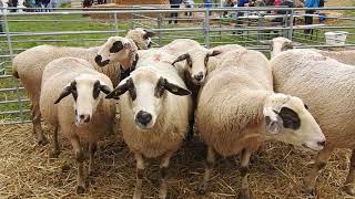 スイス原産の羊 Spiegelschaf　Mirror Sheep 2016 1008