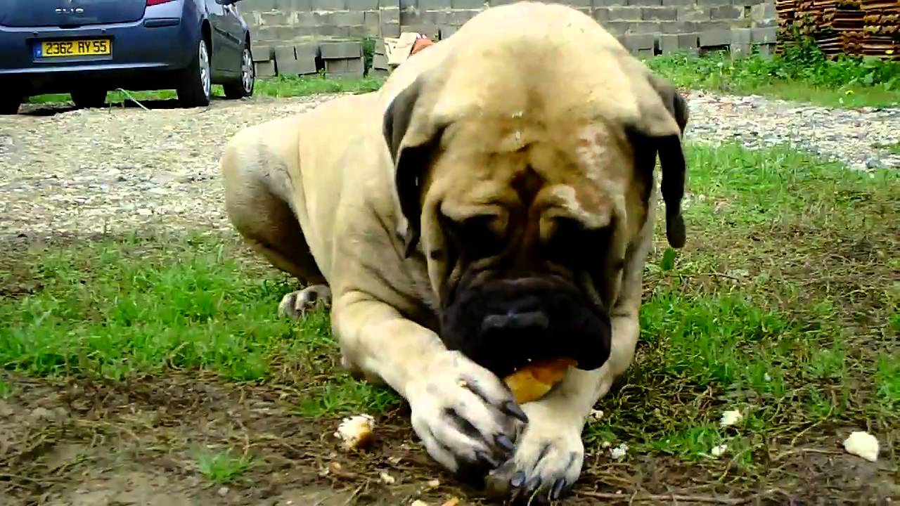mastiff chien chiens élevage chiot chiots dressage molosse gardiens des