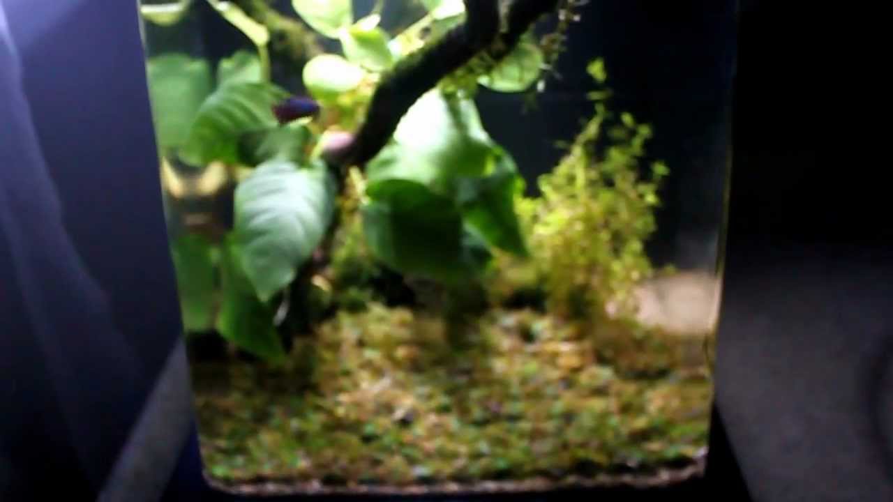L333 - HMPK Betta Nano Aquarium