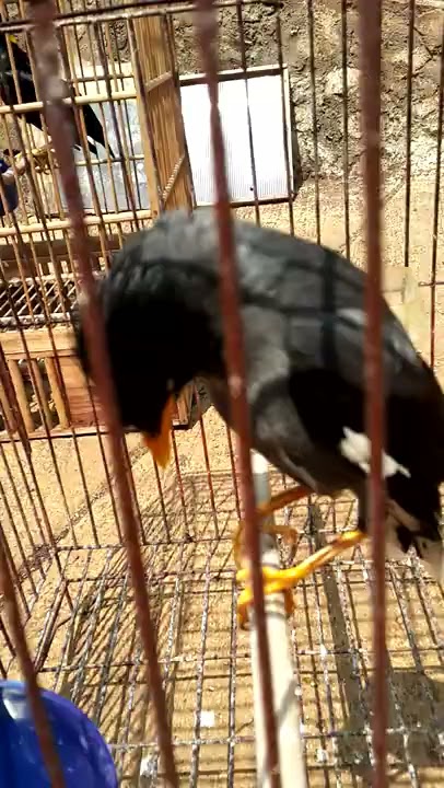 Jalak kebo pintar ngomong beo aja kalah sama burung satu ini