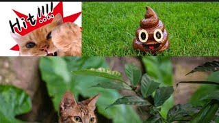 How I stopped cats using my garden soil as a toilet/solving the #catpoo problem