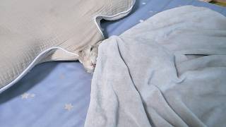 晩ごはんまで起きてくる気のない休日のうさぎさん
