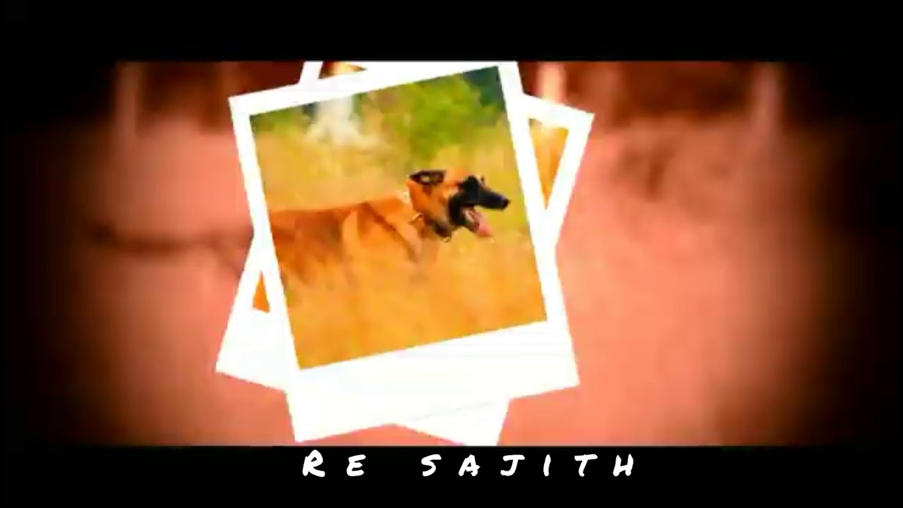 Dog lover status YouTube