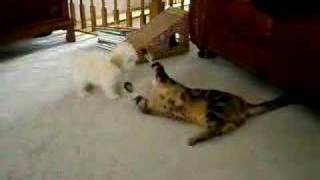 Tony And Carmella Bacza 2