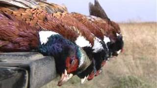 Experience South Dakota Pheasant Hunting | ScatterGun Lodge
