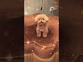 #dogs  #dogsofinstagrams   #dogs #dogstagram  #instadogs  #doglover