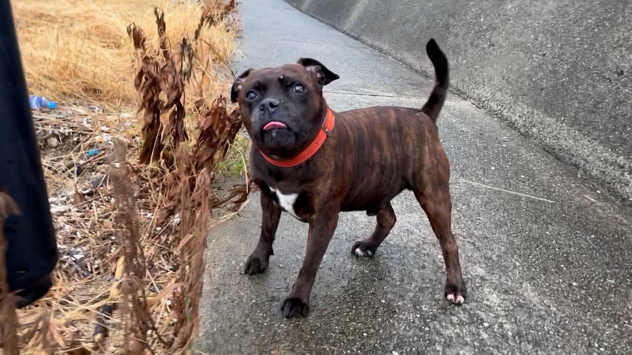 はまゆう姉妹でまだらのお散歩