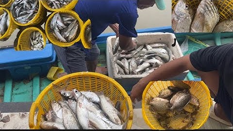 Quê Hương Vlog - Mùa Cá Thuốc Vuông ở Quê Hương Cà Mau