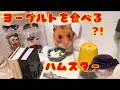 可愛すぎ注意！ミニチュアヨーグルトを食べるハムスター？！