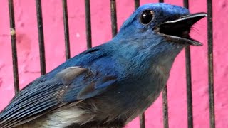 Suara Sikatan Biru GACOR Untuk PIKAT Dan Pancingan Tledekan Sulingan BAHAN Supaya Cepat Bunyi PLONG
