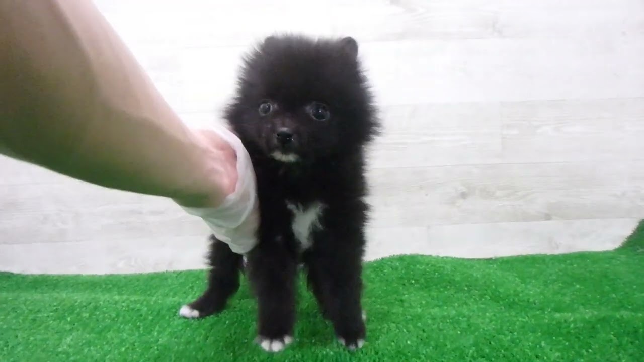 Coo&RIKU No.00746063 ポメラニアン - YouTube