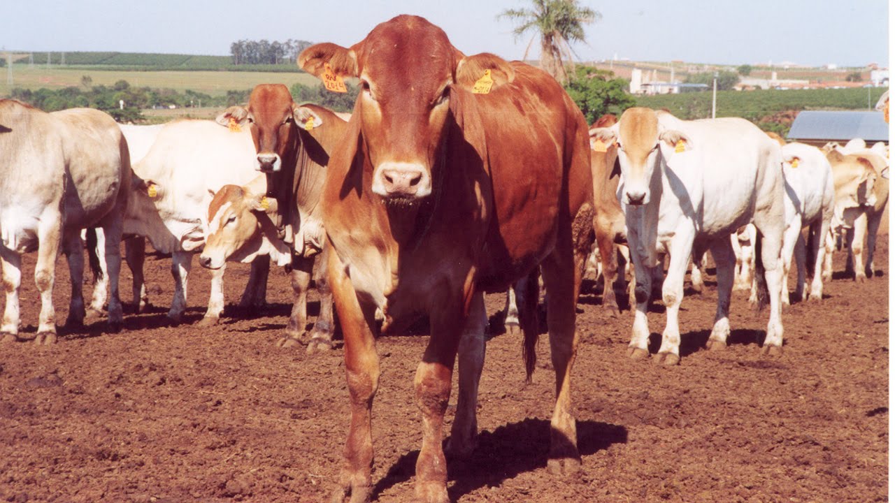 Curso Cruzamento Industrial Red Angus X Nelore Cursos CPT YouTube