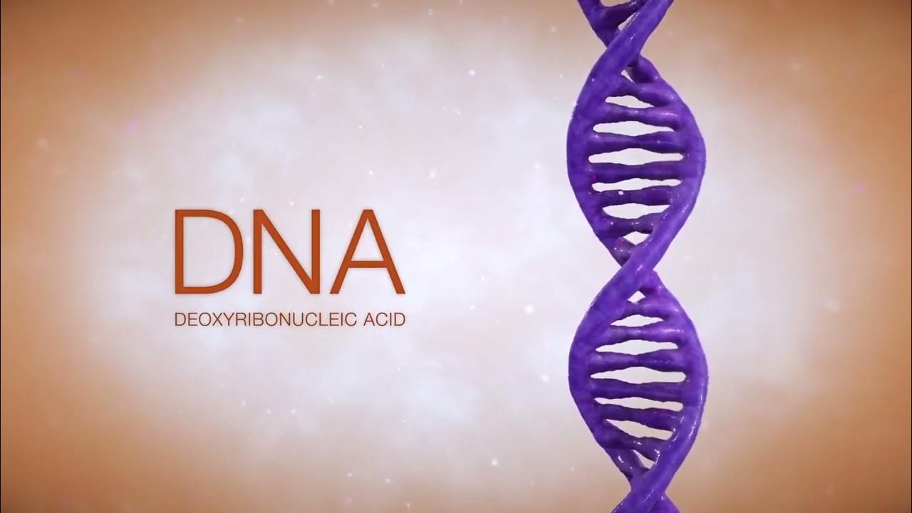 10 5 клеток днк. Хромосомы. ADN-138. Кайда ADN. ADN-184.