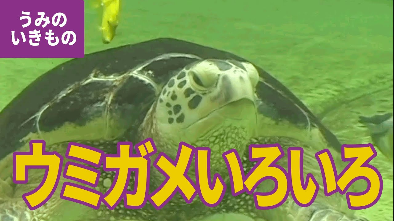 水の生き物 13 ウミガメのなかま アオウミガメ アカウミガメ タイマイ Youtube