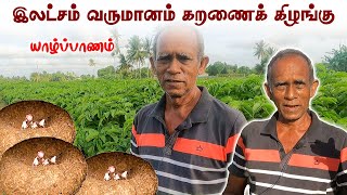 யாழ்ப்பாணத்தில் கறணைக் கிழங்கு தோட்டத்தில் இந்த வருமானமா | விவசாயம் இல்லாம ஒண்டுமில்லை | Jaffna