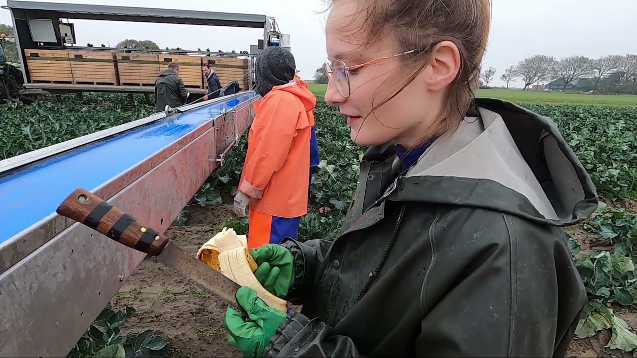 Praca za granicą - Zbiór brokułów :D