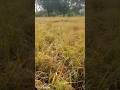 Farmer's struggle for rice crop
