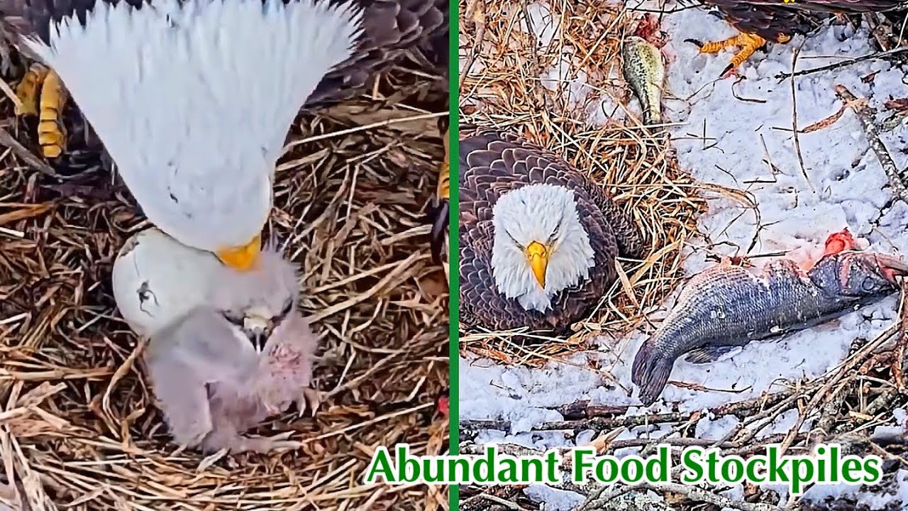 39🦅🐥3°🥚／Duke Farms Eagle Nest 2026／Duke Mom💗Duke Dad／by