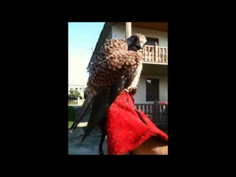 კირკიტები. ხელზე მოსვლა (თავისუფლების მე 5 დღე )