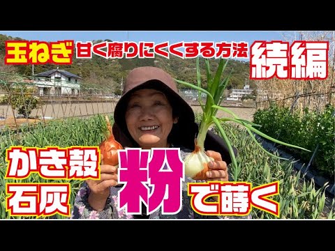 How to care for onions and garlic using lime before harvesting