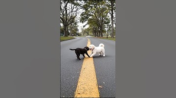 Cute Puppies Playing Adorable Video #puppy #dog #viral #shorts