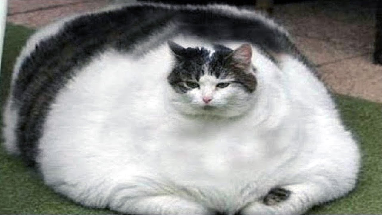 top 10 biggest cats