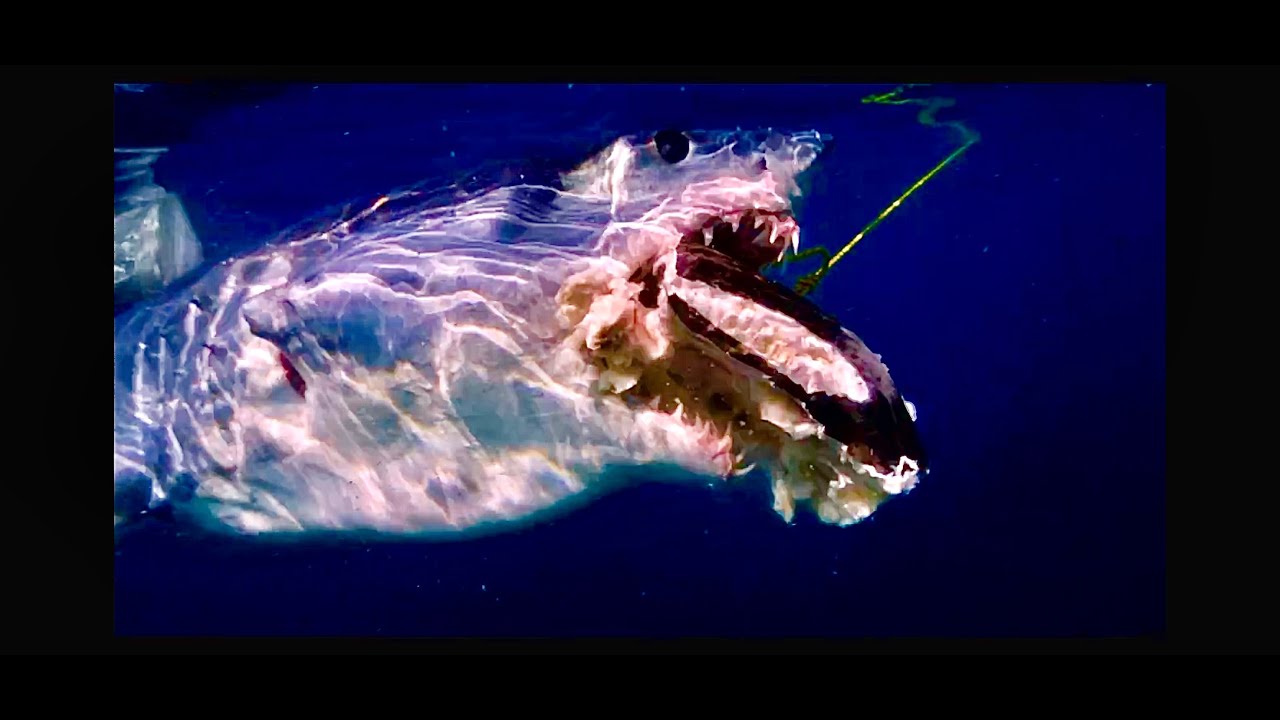 worlds-biggest-mako-shark-shark-mako-monster-big-youtube
