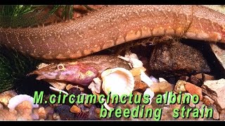 Mastocembelidae,  Schilbeidae, Siluridae -WCTAB breeding results