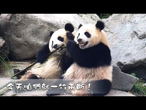 《熊貓早晚安》今天咱們就一竹兩斷！| iPanda