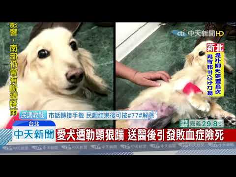 20190708中天新聞　UBA女明星球員疑虐狗　動保處將約談