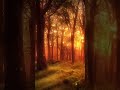 Mysterious Forest #nature #relaxation