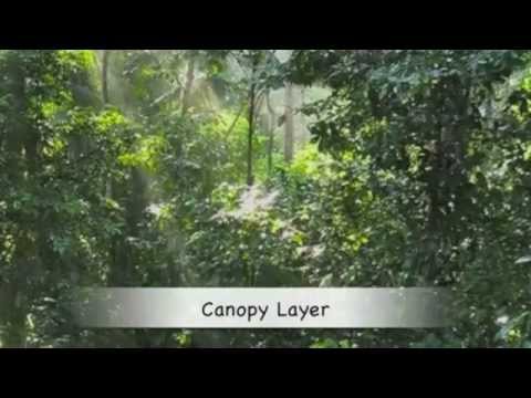 Why Are Rainforest The Most Diverse Ecosystem Jiskha