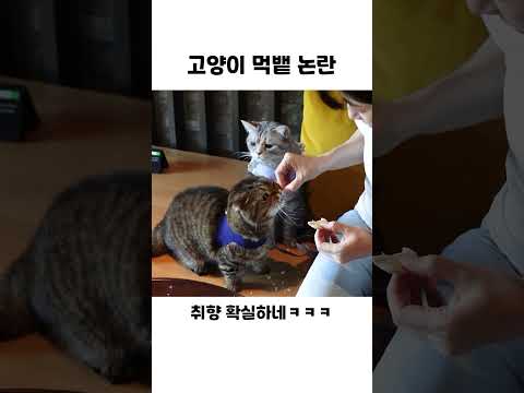 고양이가 퉤! 하고 당근만 뱉는 영상 #루루 #고양이 #퉤