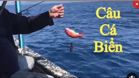 Câu Cá Biển Câu Cá Dìa , Cá Giò Và Lên Cá Vô Cùng Tuyệt Vời Tại Cảng Đại Lãnh Great Fish , Great Cod