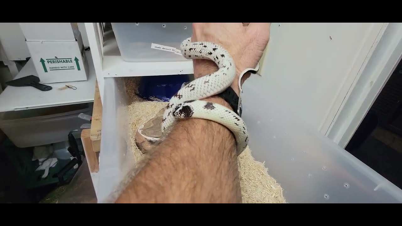 California kingsnake handling YouTube