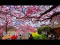 The Kawazu cherry blossoms are in full bloom at the birthplace of the Kawazu Zakura!