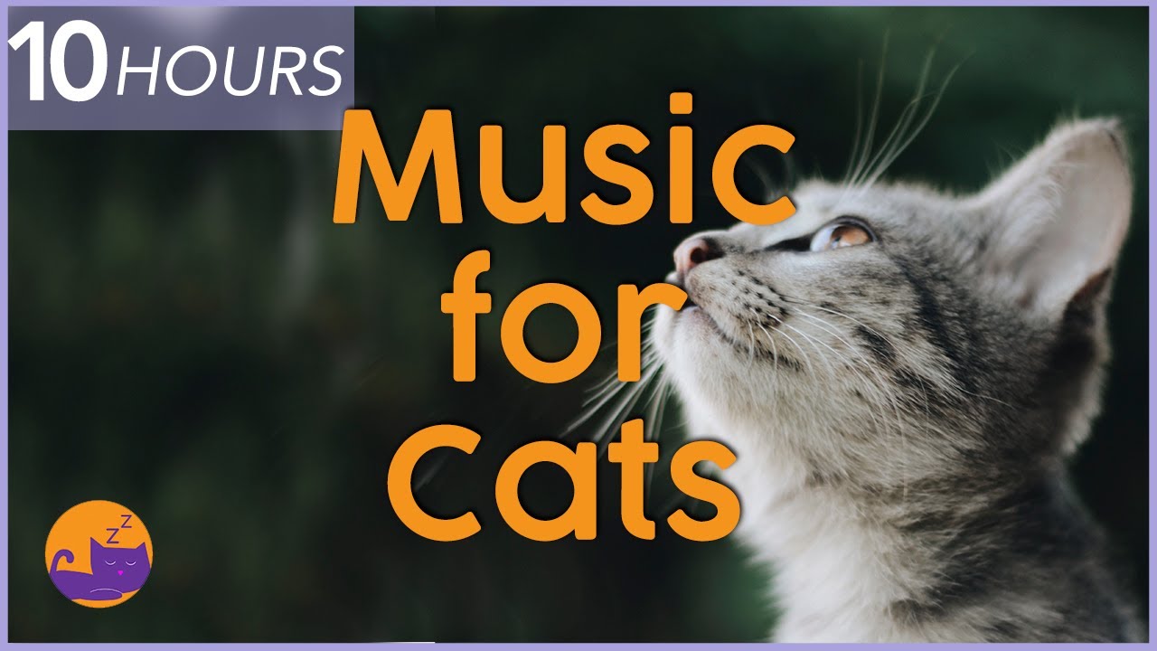 anti anxiety cat music