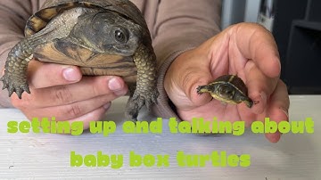 Setting up baby box turtles (water method) and rambling about raising them!