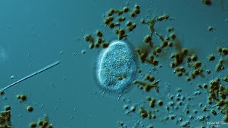 Urocentrum - Internal And External Structure