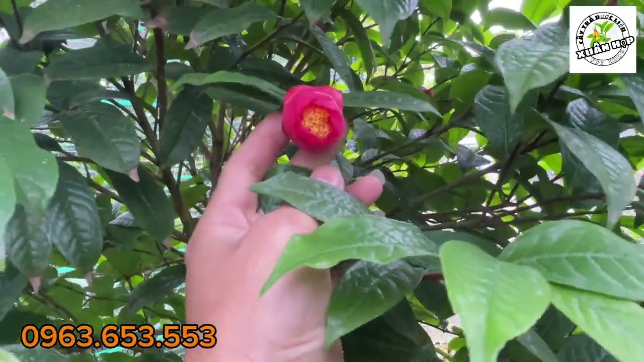 Giới thiệu cây trà hoa đỏ camelia rubriflora