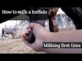 How to milk a buffalo | milking first time | abdullah amjad