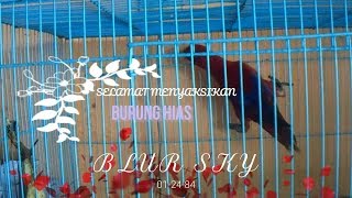 Jenis jenis Burung Peliharaan