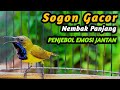 PANCINGAN SOGON GACOR NGKLEPER, SUARA BURUNG SOGON BIKIN NGAMUK SOGON TROTOL METALIK EMOSI #98