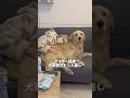 付きっきりで看病してくれる優しい犬系彼氏です🥰#ゴールデンレトリバー #goldenretriever #犬と2人暮らし