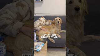 付きっきりで看病してくれる優しい犬系彼氏です🥰#ゴールデンレトリバー #goldenretriever #犬と2人暮らし