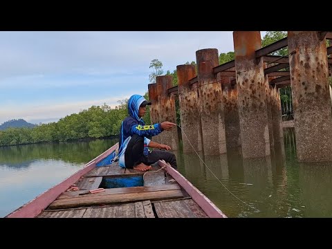 LUAR BIASA PANEN BARRAMUNDI HARI INI PAKE UMPAN UDANG HIDUP